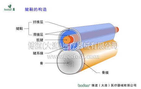 腕关节的常见疾病与健康防护