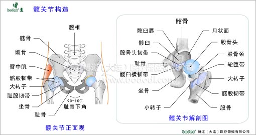 髋关节疾病与健康护理