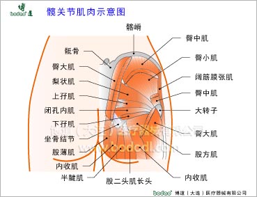 髋关节疾病与健康护理