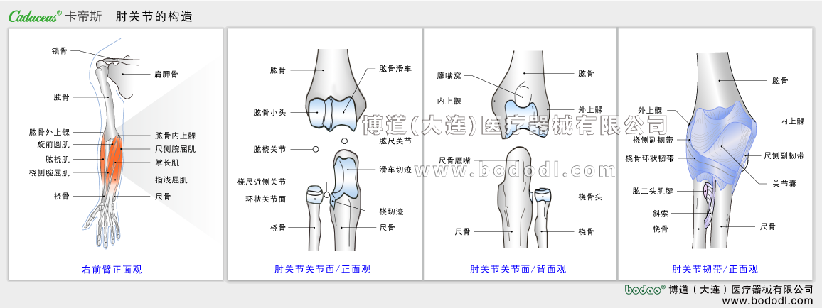 肘の構造