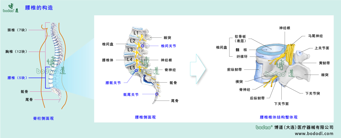 腰椎的构造