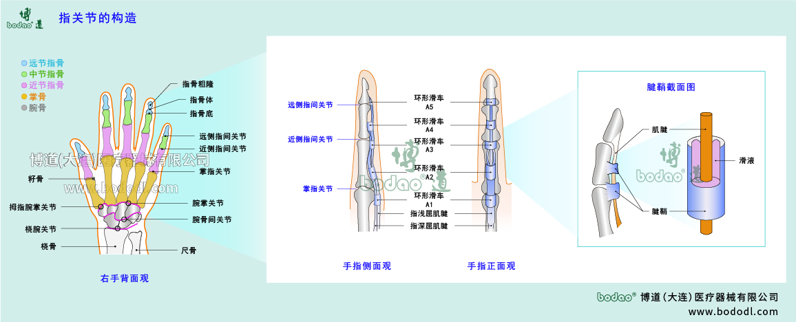 指关节的构造