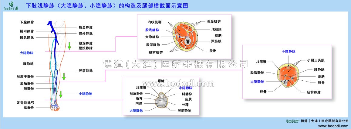 下肢静脉的构造与静脉回流